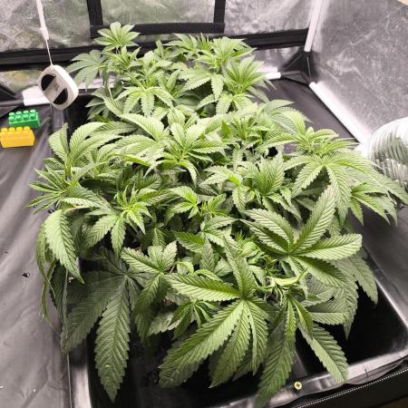 My First photoperiod