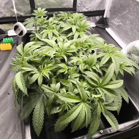 My First photoperiod