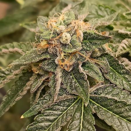 My First photoperiod