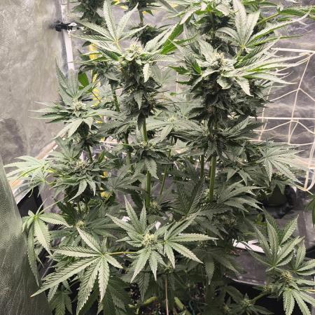 Czech breeder