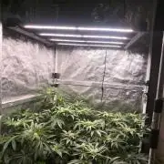 My First photoperiod