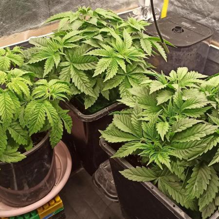 Zamnesia 2026 Plagron Eternity grow cup