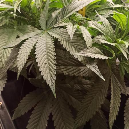 My First photoperiod