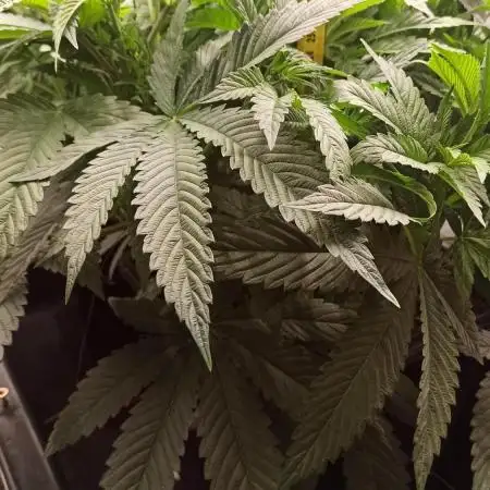 My First photoperiod