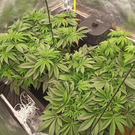 Zamnesia 2026 Plagron Eternity grow cup