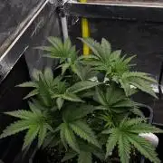 Czech breeder
