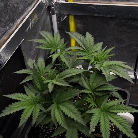 Czech breeder