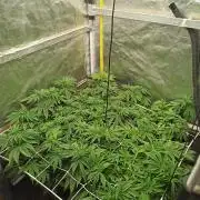 Zamnesia 2026 Plagron Eternity grow cup