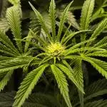 My First photoperiod