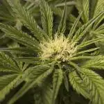 My First photoperiod