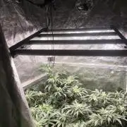 My First photoperiod