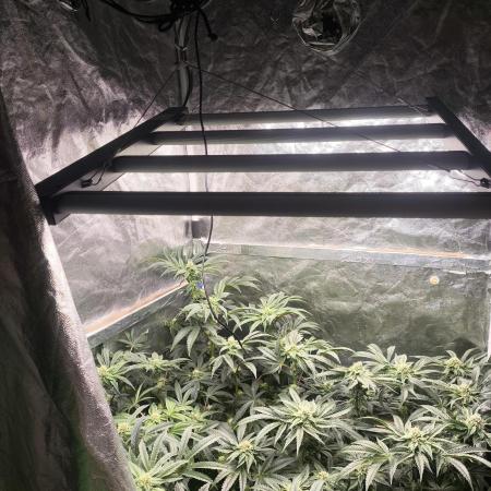 My First photoperiod