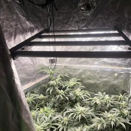 My First photoperiod