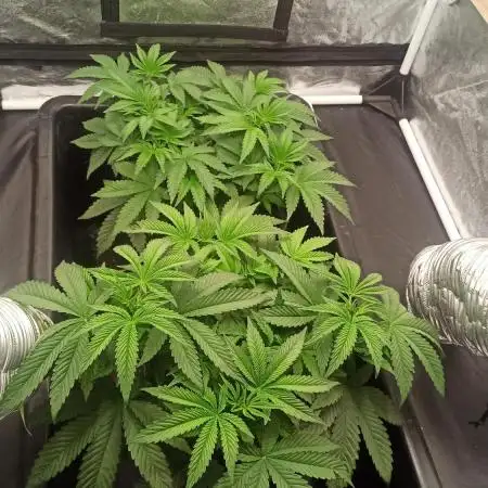 My First photoperiod