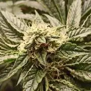 My First photoperiod