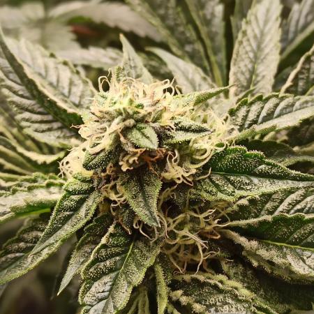 My First photoperiod