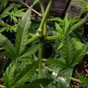 Helly Jelly