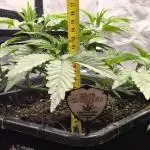 My First photoperiod