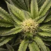 My First photoperiod