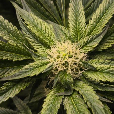 My First photoperiod