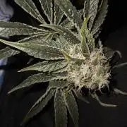 My First photoperiod