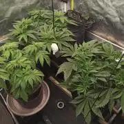 Zamnesia 2026 Plagron Eternity grow cup