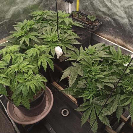 Zamnesia 2026 Plagron Eternity grow cup