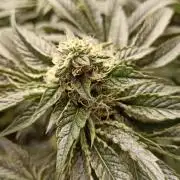 My First photoperiod