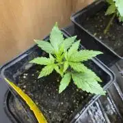 Auto Think Different