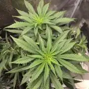 Amsterdam Amnesia Fem