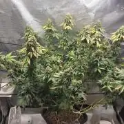 Shogun rQs #1
