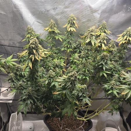 Shogun rQs #1