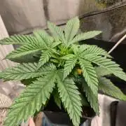 Amsterdam Amnesia Fem