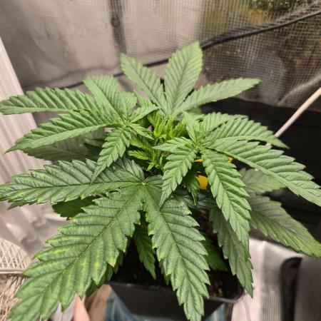 Amsterdam Amnesia Fem