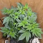 Amsterdam Amnesia FEM #2