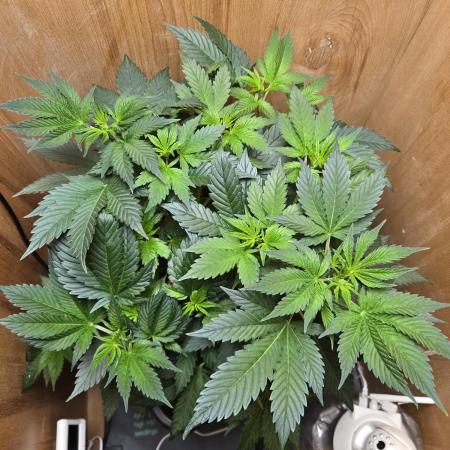 Amsterdam Amnesia FEM #2