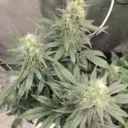 Auto Think Different