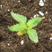 Critical rQs