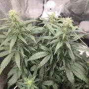 Auto Think Different