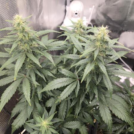 Auto Think Different