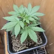 Shogun rQs #1