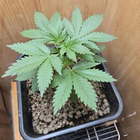 Shogun rQs #1