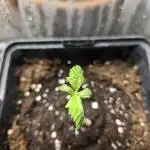 Auto Think Different