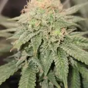 Amsterdam Amnesia Fem