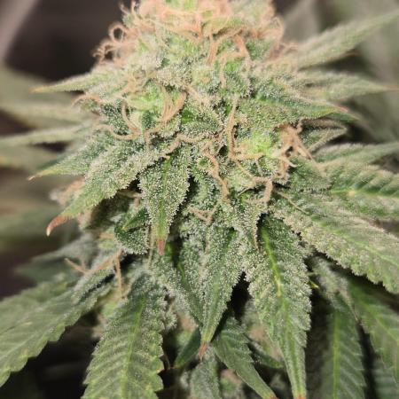 Amsterdam Amnesia Fem