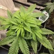 Amsterdam Amnesia Fem