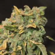 Shogun rQs #1