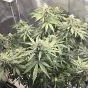 Amsterdam Amnesia FEM #2