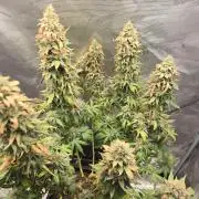 Amsterdam Amnesia FEM #2