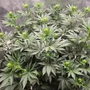 Shogun rQs #1